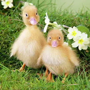 Easter: Ducklings. in spring set