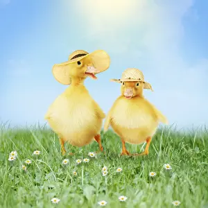 161118: Ducklings wearing Easter bonnets / straw hats