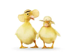 161118: Ducklings wearing easter bonnets / straw hats