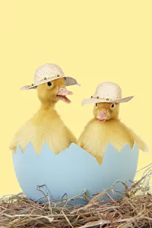 161118: Ducklings wearing straw hats / easter bonnet