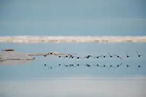 Peter Mather: Ducks in flight above the open water Arctic National