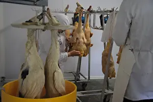 Cleaned: Ducks are immersed in hot water to be plucked