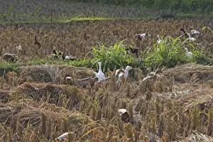 Terraced: Ducks in a rice paddy field Bali Indonesia