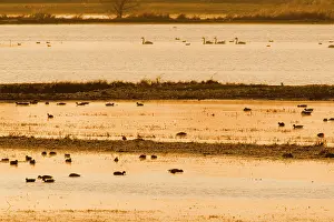 Ouse: Ducks and Swans - on Ouse Washes in evening light