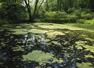 Duckweed: Duckweed and Algae on Pond