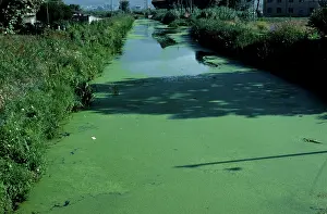 Minor: Duckweed on canal