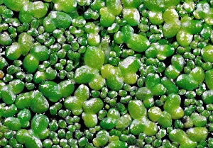 Lemna: DUCKWEED - on surface, showing dividing leaves