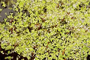 Naturalised: Least duckweed - from USA, naturalised on pond in France