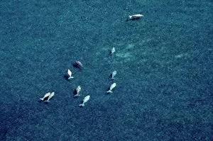 Dugon: Dugong - aerial view over bed of sea grass