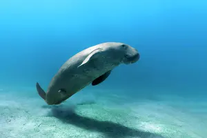 Barrier: Dugong (Dugong dugon) also dugong, bull, male, a