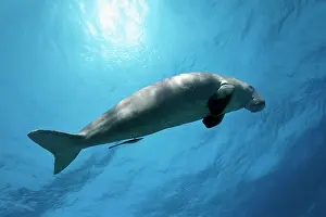 Barrier: Dugong (Dugong dugon) also dugong, female, adult