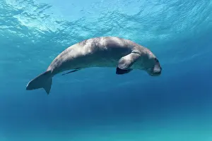 Barrier: Dugong (Dugong dugon) also dugong, female, adult