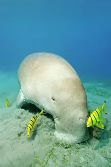 Zosteraceae: Dugong (Dugong dugon) grazing on seagrass meadow