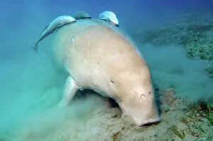 Zosteraceae: Dugong dugong eats seaweed, Egypt, Africa