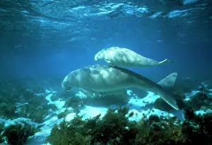 Auscape - Named Photographers: Dugong - female and calf