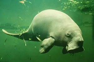 Dugon: Dugong - side on, underwater