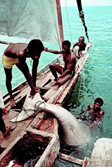 Dugon: Dugong - being pulled onto hunters boats - dead