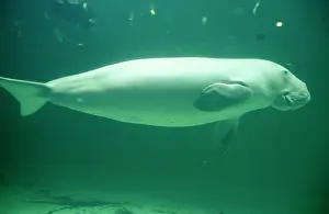 Asutralasian: Dugong - sideview swimming