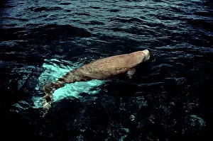 Dugon: Dugong - surfacing