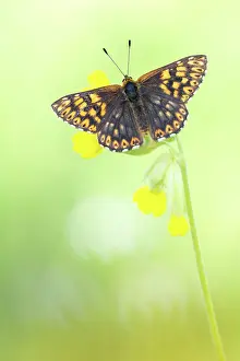 Burgundy: Duke of Burgundy