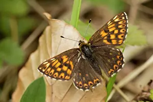Duke: Duke of Burgundy Butterfly male basking in the sun