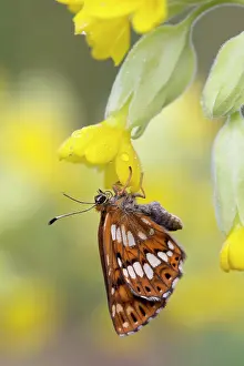 Fritillaries: Duke of Burgundy Fritillary Butterfly