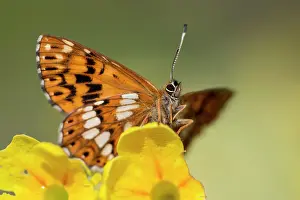 Fritillaries: Duke of Burgundy Fritillary Butterfly