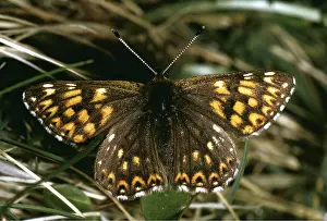 Burgundy: Duke of Burgundy Fritillary Butterfly