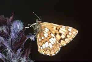 Burgundy: Duke of Burgundy Fritillary Butterfly