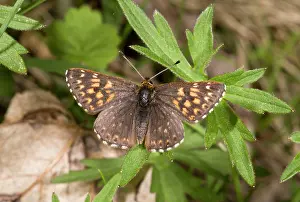 Lepidopterae: Duke of Burgundy Fritillary Butterfly - male
