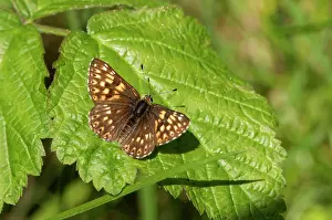 Burgundy: Duke of Burgundy Fritillary (Hamearis lucina) resting
