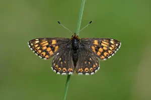 Moors: Duke of Burgundy (Hamearis lucina)