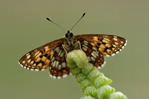 Moors: Duke of Burgundy (Hamearis lucina)