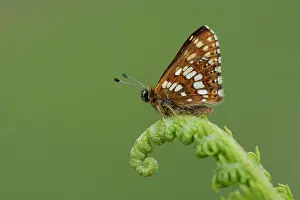 Moors: Duke of Burgundy (Hamearis lucina)
