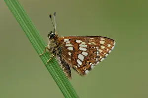 Moors: Duke of Burgundy (Hamearis lucina)