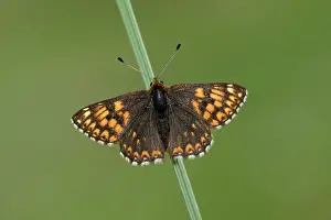 Burgundy: Duke of Burgundy (Hamearis lucina)