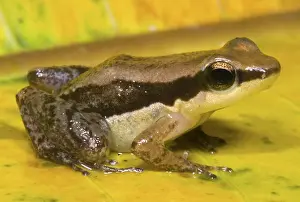 Phyllobates: Dull Rocket Frog