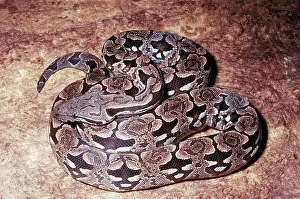Boas: DumerilIs Ground Boa
