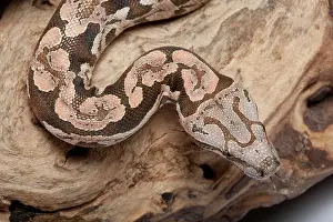 Boas: Dumeril's Boa