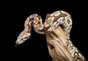 Boas: Dumeril's Boa