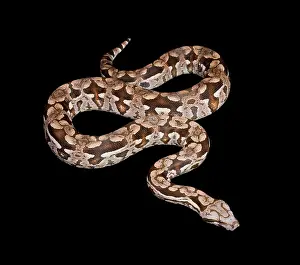 Boas: Dumeril's Boa