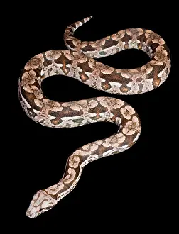 Boas: Dumeril's Boa