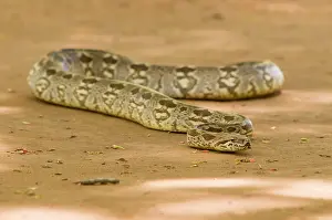 Berenty: Dumeril's Boa