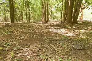 Berenty: Dumeril's Boa