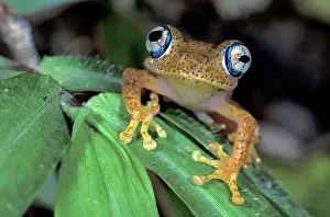 Boophis: Dumeril's Bright-eyed Frog