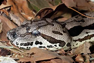 Boas: Dumeril's Ground Boa