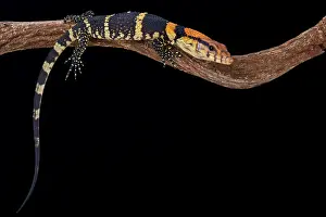 Varanus: Dumeril's monitor (Varanus dumerili), Thailand