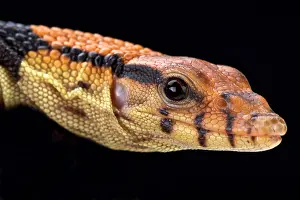 Varanus: Dumeril's monitor (Varanus dumerili), Thailand