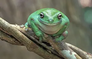 Dumpy: Dumpy Treefrog
