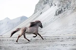 Desaturated: Dun-coloured stallion galloping across a meadow